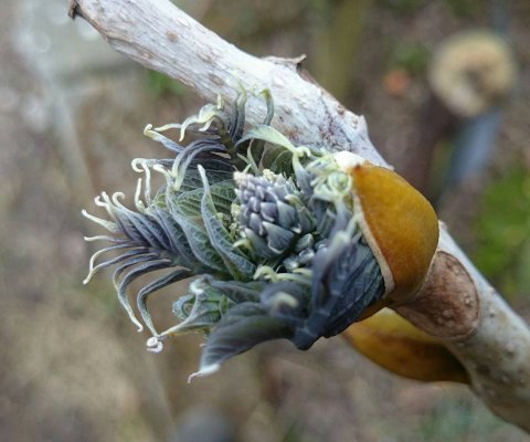 rana-natuurpark-rustplaats-wandelroute-schouwen-duiveland-zierikzee-dreischor-zeeland (11)