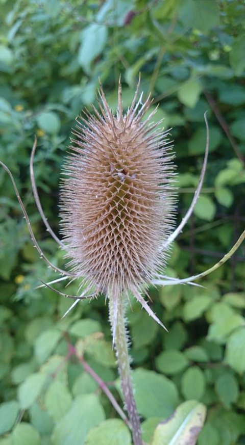 rana-natuurpark-rustplaats-wandelroute-schouwen-duiveland-zierikzee-dreischor-zeeland (29)