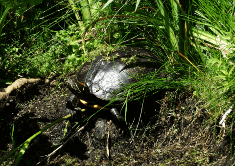 rana-natuurpark-rustplaats-wandelroute-schouwen-duiveland-zierikzee-dreischor-zeeland (36)