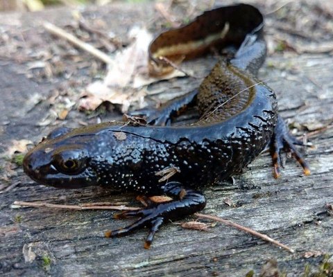 rana-natuurpark-rustplaats-wandelroute-schouwen-duiveland-zierikzee-dreischor-zeeland (40)