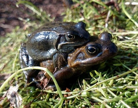 rana-natuurpark-rustplaats-wandelroute-schouwen-duiveland-zierikzee-dreischor-zeeland (41