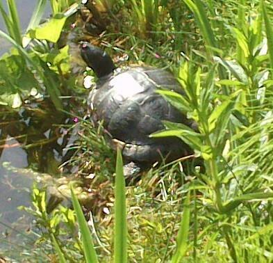 rana-natuurpark-rustplaats-wandelroute-schouwen-duiveland-zierikzee-dreischor-zeeland (9) (1)