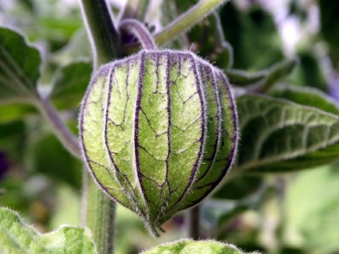 Tuin-vijver-aanleg-zierikzee-schouwen-duiveland-groene-kikkertje (37)