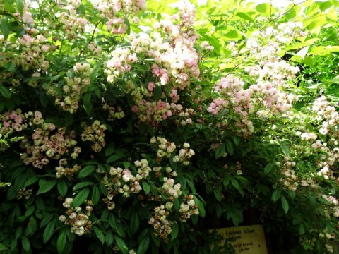 Tuin-vijver-aanleg-zierikzee-schouwen-duiveland-groene-kikkertje (44)