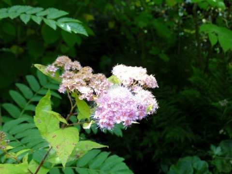 Tuin-vijver-aanleg-zierikzee-schouwen-duiveland-groene-kikkertje (45)